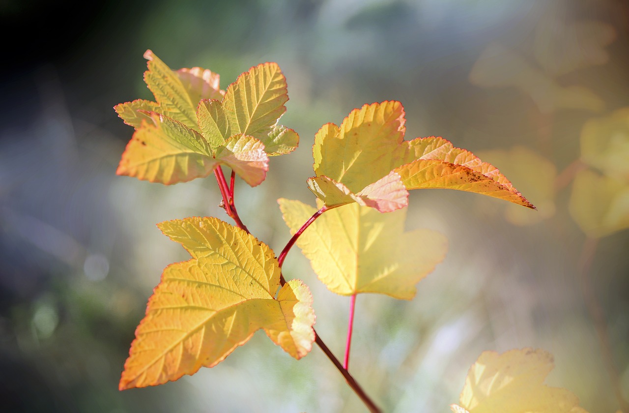 How to Create a Scented Garden for Relaxation